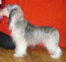 Assoil Luchik Chinese Crested