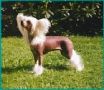 Beddi's Scarlet O'Hara Chinese Crested