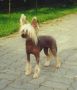 Pahlavi Wile E Coyote Chinese Crested