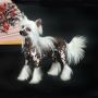 Olegro Katrin Agitator Chinese Crested