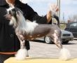 Bopar Isabella of my heart Chinese Crested