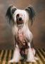 Arnika Alaska Nuda Veritas Chinese Crested