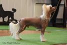 Girls Girls Groovy Moves Chinese Crested