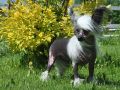 Ksolo Club Tiara Chinese Crested