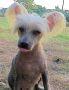 Jin Wu of the Sun Chinese Crested