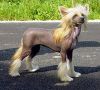 Sugar Germanika Chinese Crested