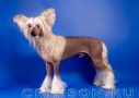 Rus Crimson Empaer Ineffable Joy  Chinese Crested