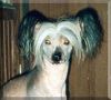 Suanho's Black Kettle Chinese Crested