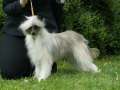 Kristal Yaniry Gogibus Pearl Chinese Crested