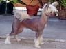 Unicorn's Diva At Jo-Bar Chinese Crested