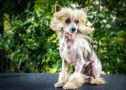 Lapinus Ocean Eleven Chinese Crested