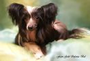 Fain Gold Infanta Bel Chinese Crested