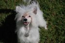 Pop Fun'n'frolic Chinese Crested