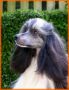 Ch.Lisar's Image In Chinese Crested