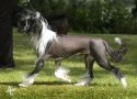 Brialdo Prince of Darkness from Zucci Chinese Crested
