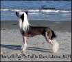 Am GrCh/Can Ch Puffin Rare Edition AOM * Chinese Crested
