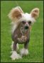 Sea Fire's Geisha Chinese Crested