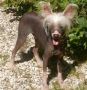 Oriental Jokes Voowza Chinese Crested