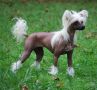 Callista, my Glory Grazia Laila Chinese Crested