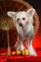 Vivat Yslav Zavetnaya Mechta Chinese Crested