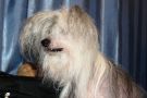 British Glori Attenboro Chinese Crested