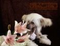 Star Level Minerva Chinese Crested