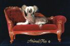 Mohawk Dark Crystal Chinese Crested