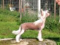 Zhannel's Grand Prix Chinese Crested