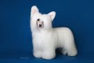 Incanto Del Mondo Snowflake On Your Hand Chinese Crested