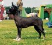 Prefix Illusion In Black Chinese Crested