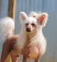 My Vanity Fair Grand King  for Liris Chinese Crested