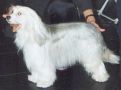 Zucci Fancy Man JW Chinese Crested