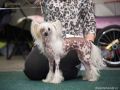 Tamiami's California Chinese Crested