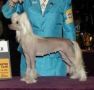 Dynomite's Peppermint Twist Chinese Crested
