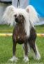 Eugenios Shining Moon Over Rosco Chinese Crested