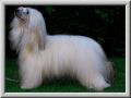 Philandiane The Master Blaster At Thalcyon Chinese Crested