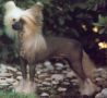 Trubo's Barney Google Cadaran Chinese Crested