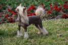 Dee-kay's Leone Hurricane Lord Chinese Crested