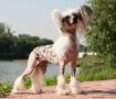 Dogland Happy Young and Beautiful Chinese Crested