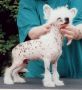 Shumllea Blazing Star Chinese Crested