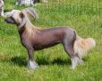 Belshaw's Fire And Ice Chinese Crested