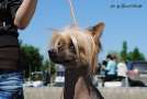 Yalan Beauti s Gostinogo Dvora Chinese Crested