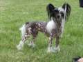 Konishiki Cherry Blossom For Shanshal Chinese Crested