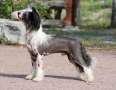 Maybell's Amazing Hero Chinese Crested