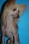Sasquehanna Migrant Chinese Crested