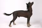 Seoro de castril Capricho Austro-Hungaro Chinese Crested