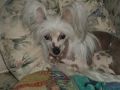 Shambhala's Shevonne Chinese Crested