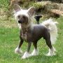Storken's Fanny Girl Chinese Crested
