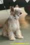 Extravaganza Dreamed by You de Almamasan Chinese Crested