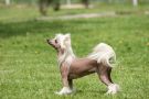 Donya Du Coeur Des Tenebres Chinese Crested